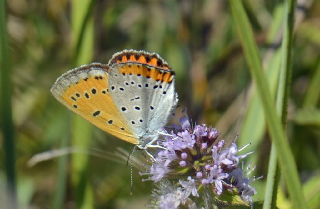 Lycaena dispar?